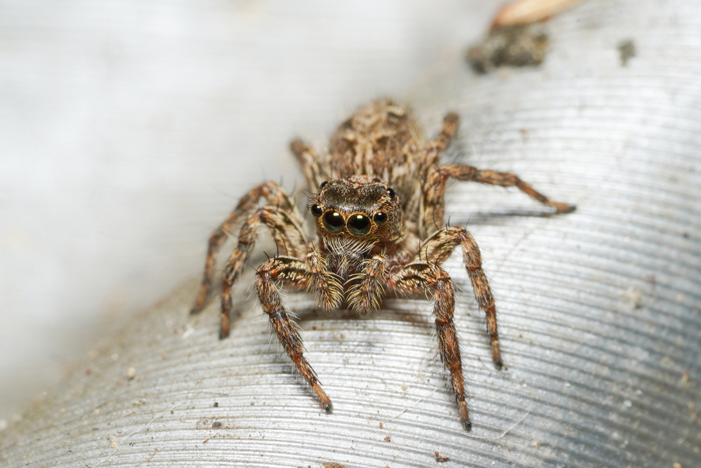 garage pest prevention sealing